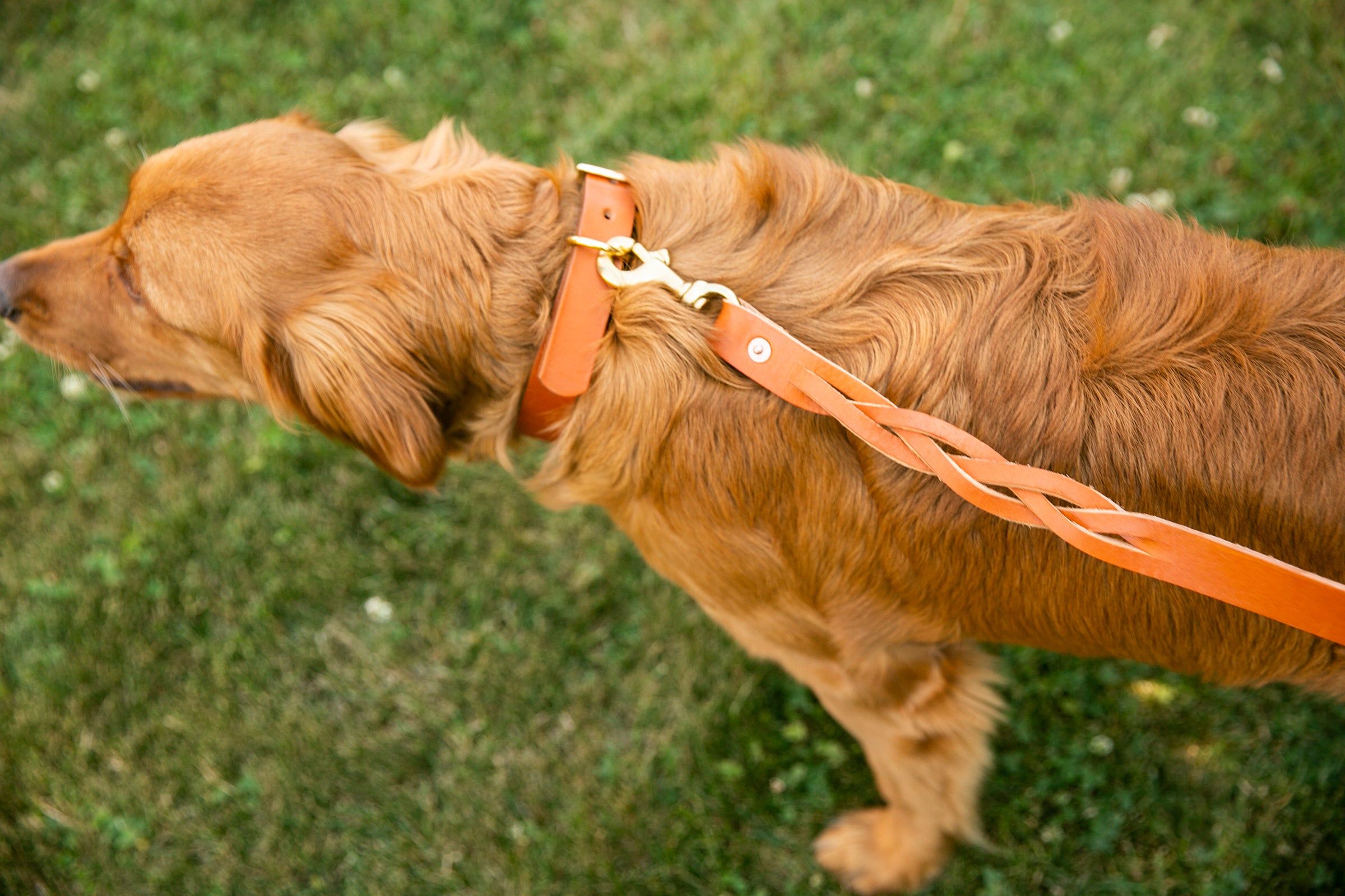 Classic Leather Dog Collar in English Tan